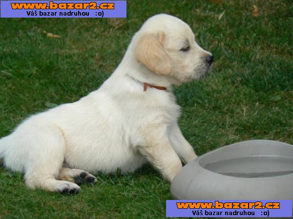 Golden retriever s PP - štěňata /zlatý retrívr/