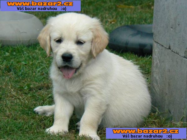 Golden retriever s PP - štěňata /zlatý retrívr/