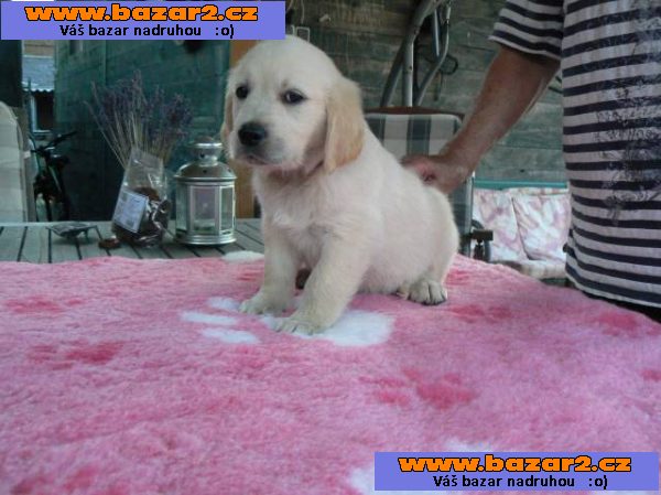 Golden retriever s PP - štěňata /zlatý retrívr/