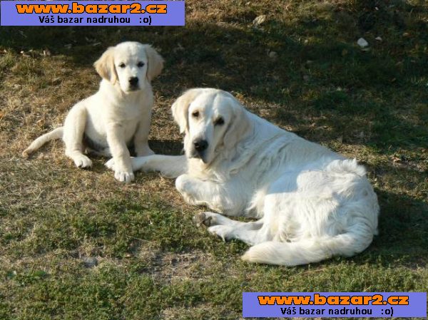 Golden retriever s PP - štěňata /zlatý retrívr/