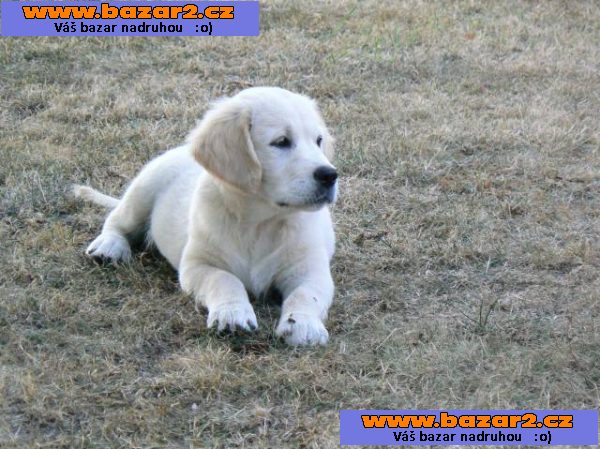 Golden retriever s PP - štěňata /zlatý retrívr/