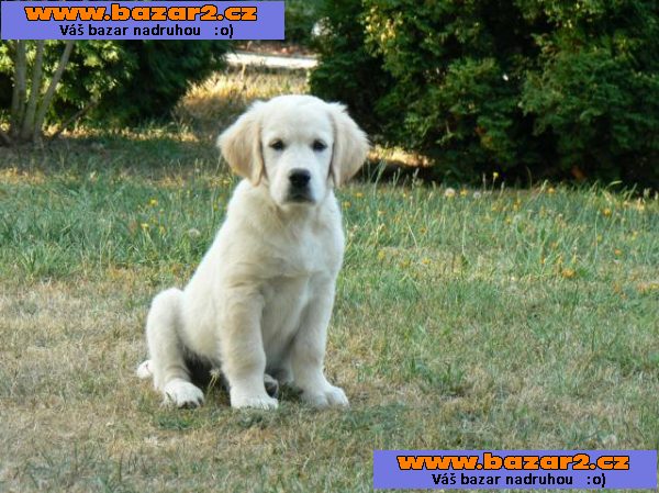 Golden retriever s PP - štěňata /zlatý retrívr/