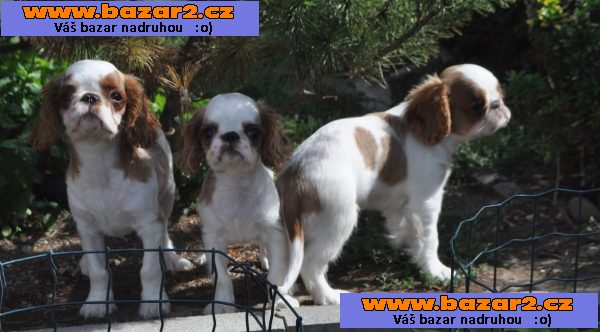King charles spaniel s pp