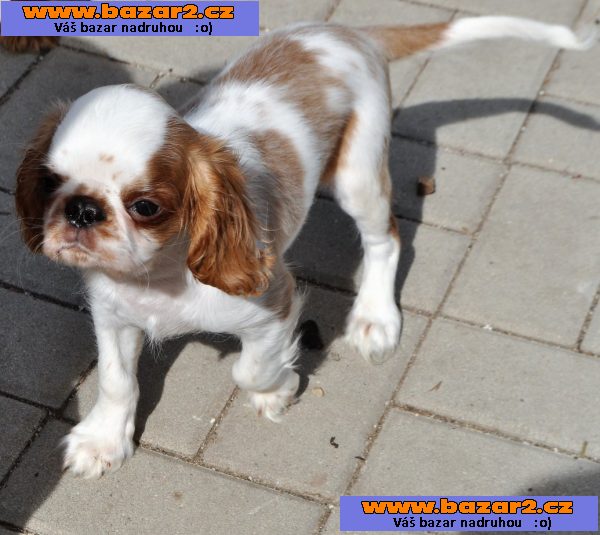 King charles spaniel s pp