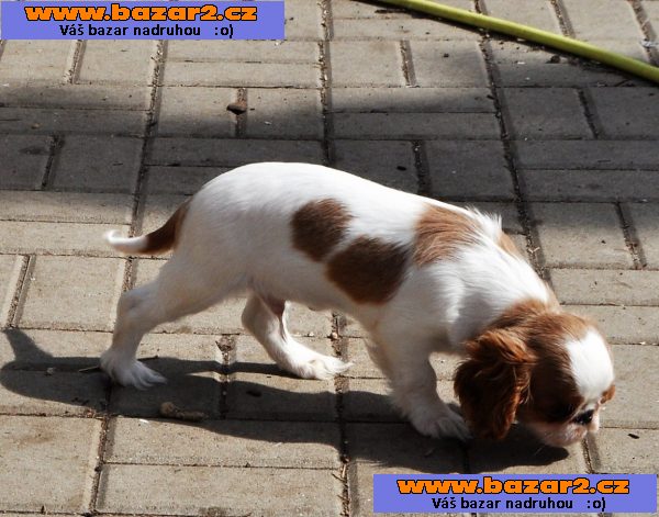 King charles spaniel s pp