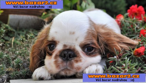 King charles spaniel s pp
