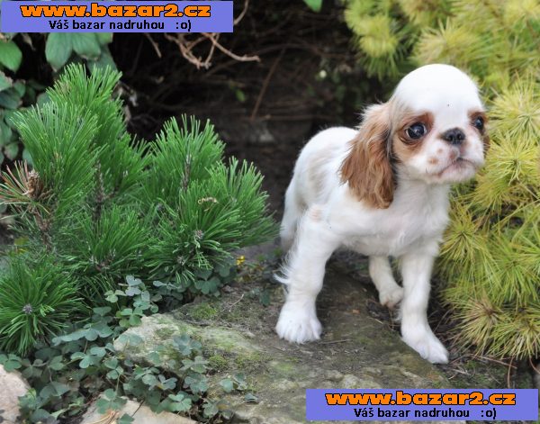 King charles spaniel s pp