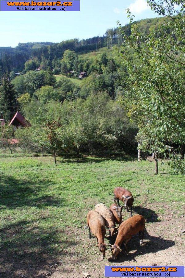 náhled