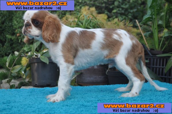 King charles spaniel s pp