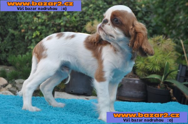 King charles spaniel s pp