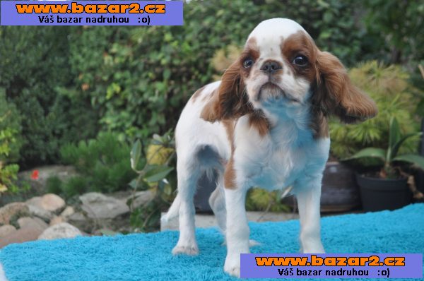 King charles spaniel s pp