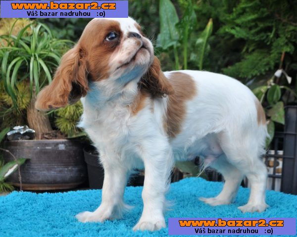 King charles spaniel s pp