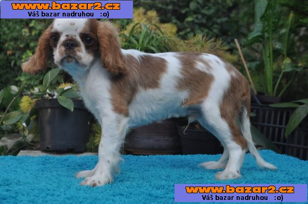 King charles spaniel s pp