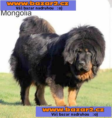Tibetská doga s PP