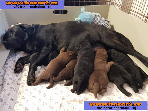 Labradorský retrívr - štěňátka