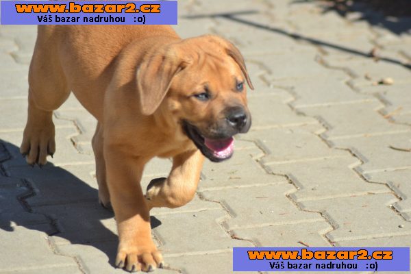 Boerboel- Jihoafrický mastif