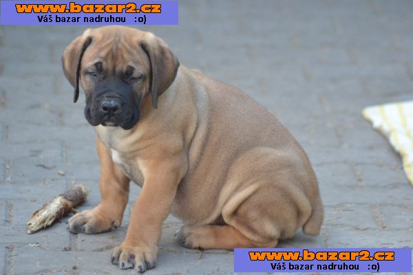 Boerboel- Jihoafrický mastif