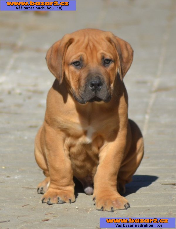 Boerboel- Jihoafrický mastif