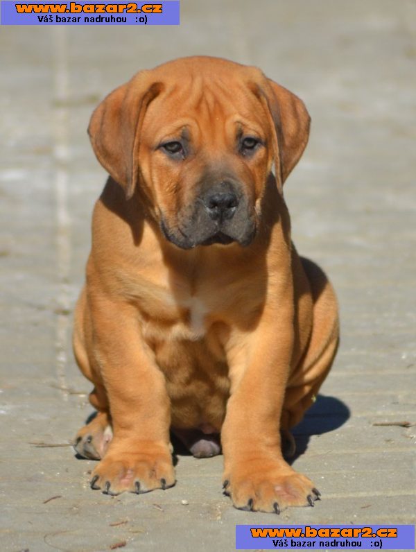 Boerboel- Jihoafrický mastif