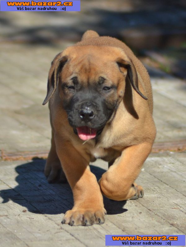 Boerboel- Jihoafrický mastif