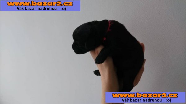 Labradorský retrívr - štěňata s PP