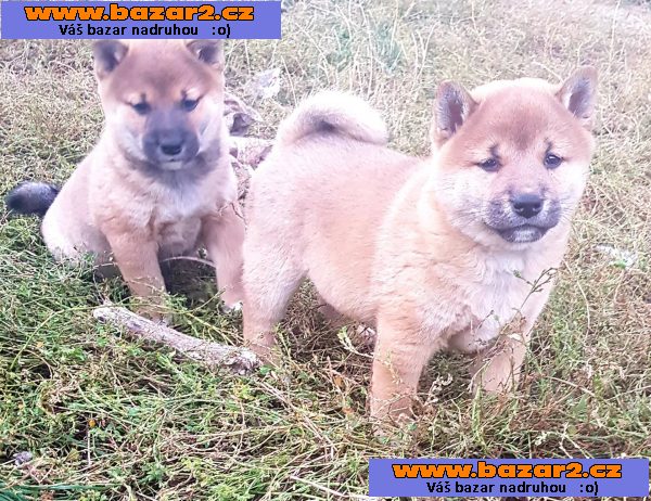 Shiba inu