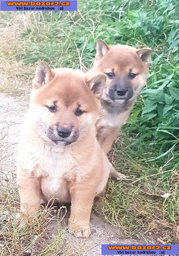 Shiba inu