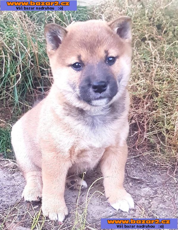 Shiba inu