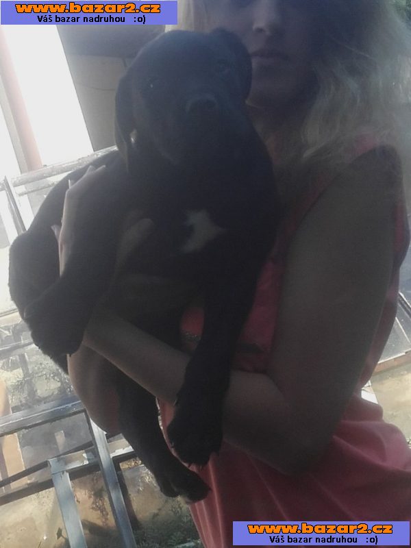 Americký Bandog