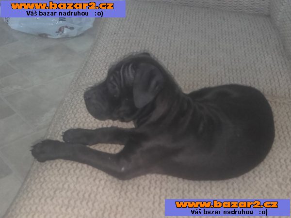 Americký Bandog