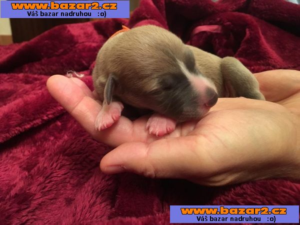 Whippet štěňátka