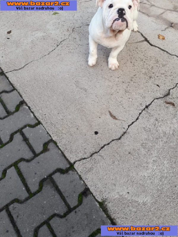 Anglický buldog