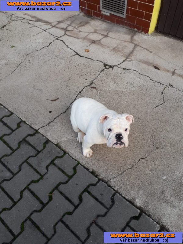 Anglický buldog