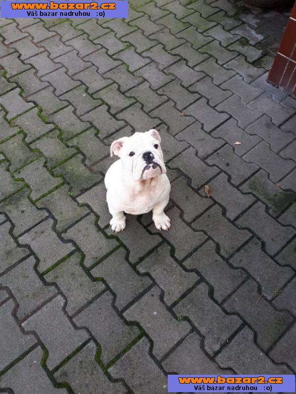 Anglický buldog
