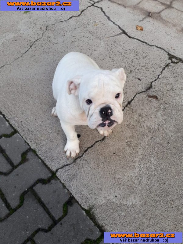 Anglický buldog