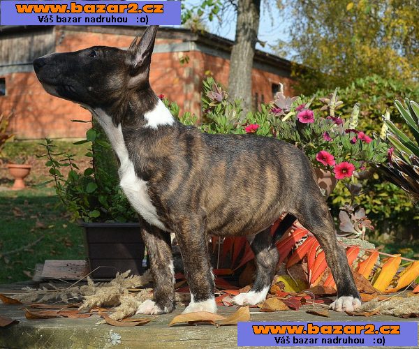 Štěňátka Miniaturní Bull Terrier