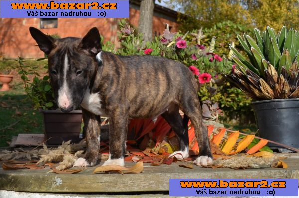 Štěňátka Miniaturní Bull Terrier