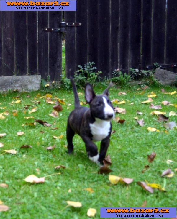Štěňátka Miniaturní Bull Terrier