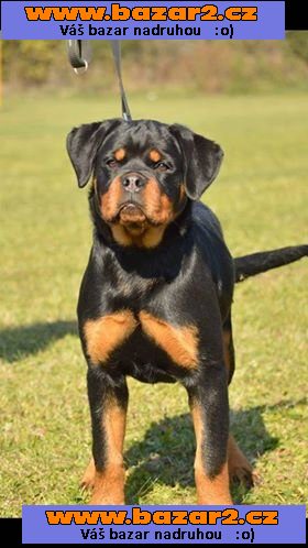 Fena rottwajlera