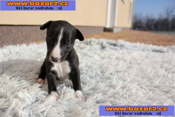 Wipet/ Whippet