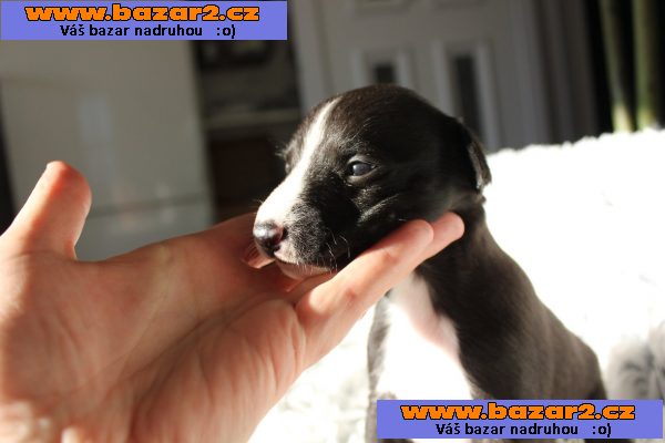 Wipet/ Whippet