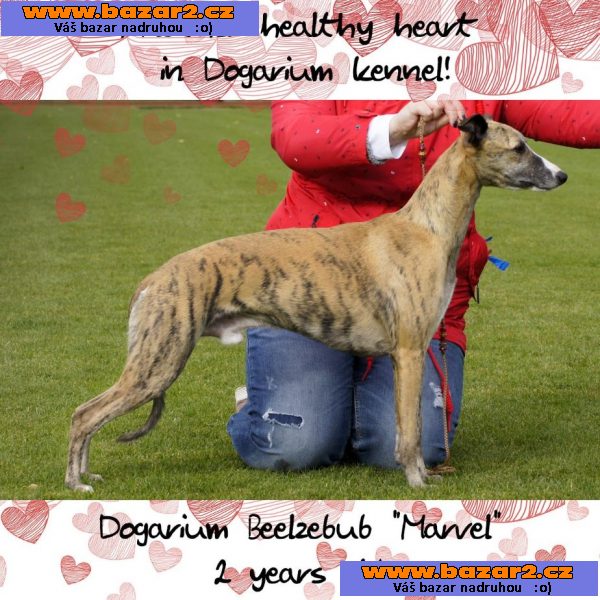 Wipet/ Whippet