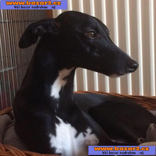 Wipet/ Whippet