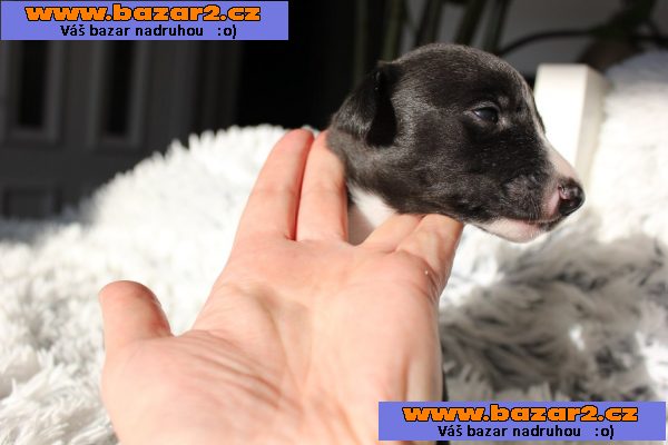 Wipet/ Whippet