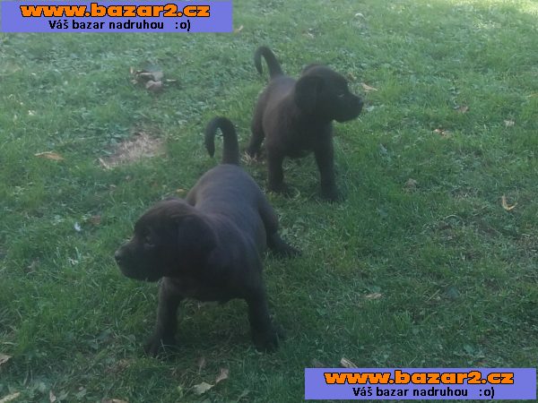 Americký Bandog