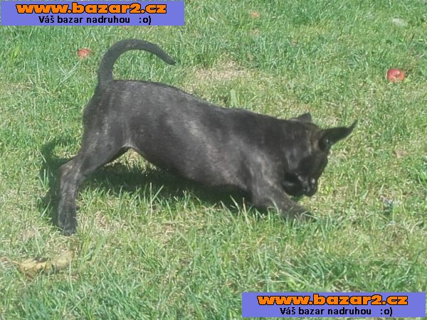 Americký Bandog