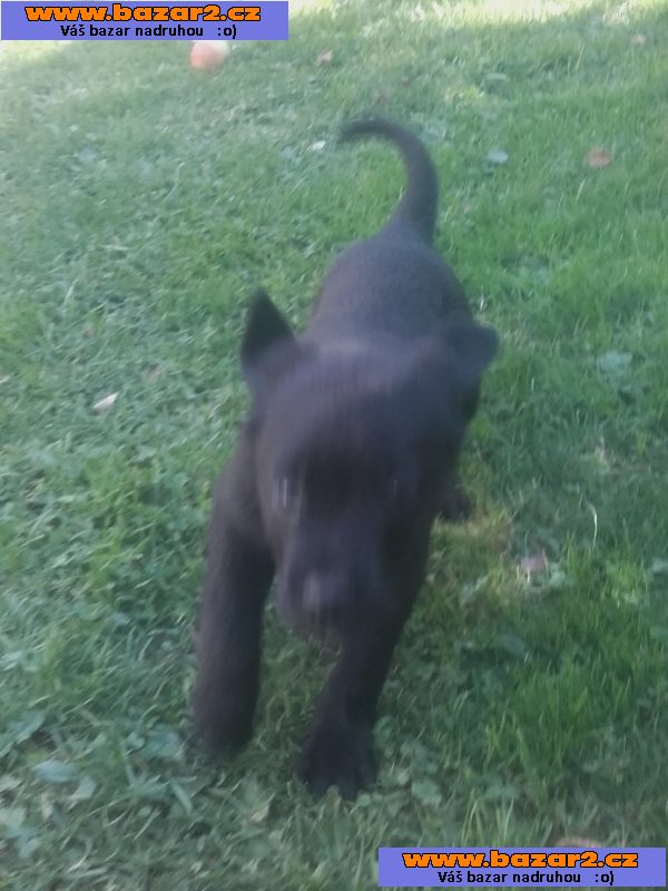 Americký Bandog