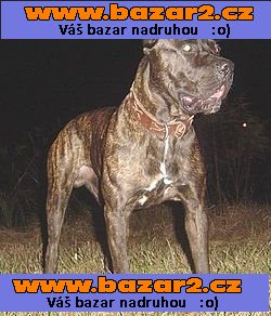 Americký Bandog
