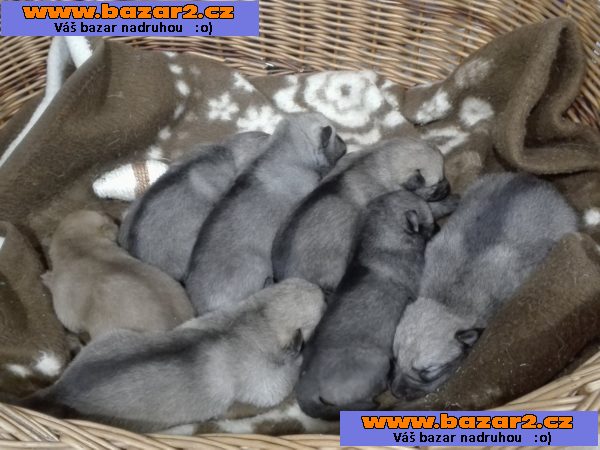 Saarloosův vlčák