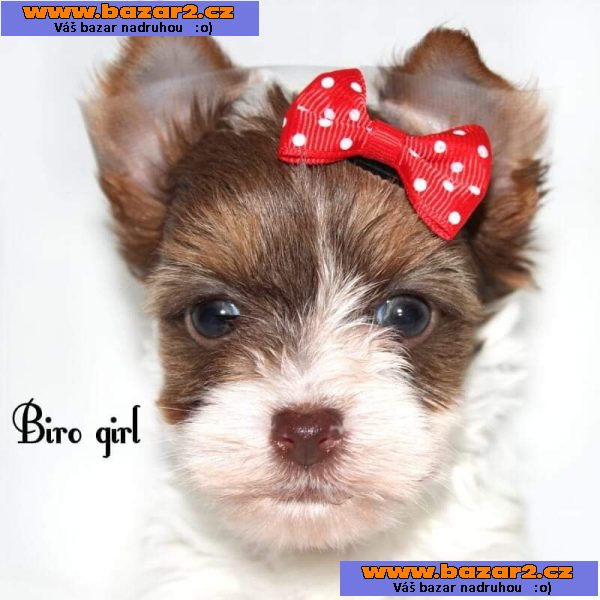 Biewer Yorkshire Terier